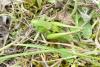Decticus verrucivorus verrucivorus